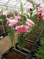 [4435 PO32 Diamante  No01.JPG]